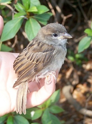 Bird in the Hand